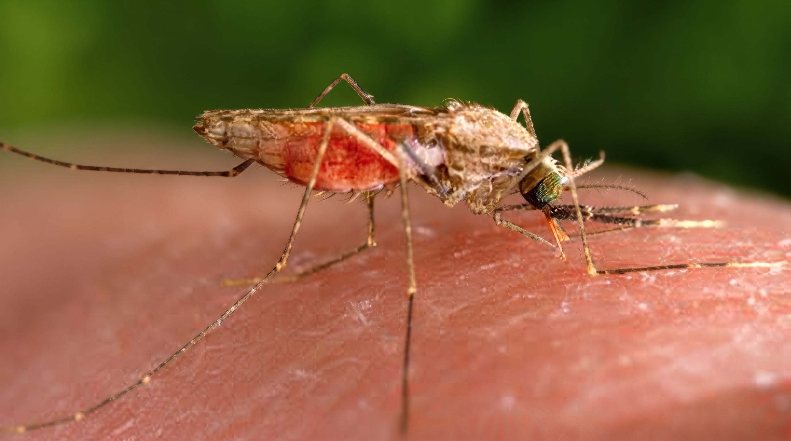 Airport malaria Frankfurt mosquito tropical disease Germany