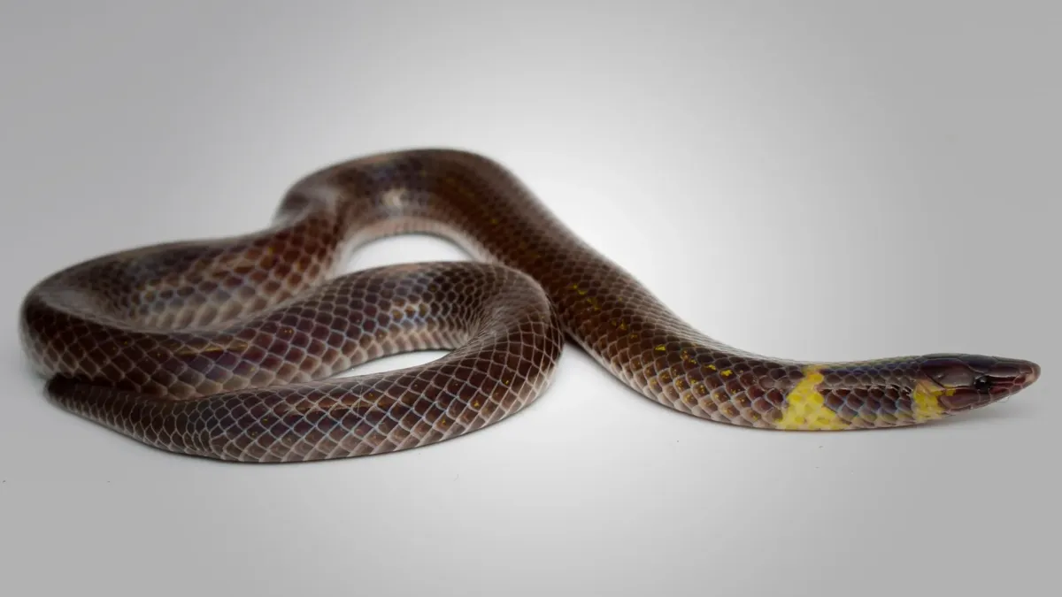 Dwarf reedsnake Pseudorabdion saravacense, a species that rolls to escape predators