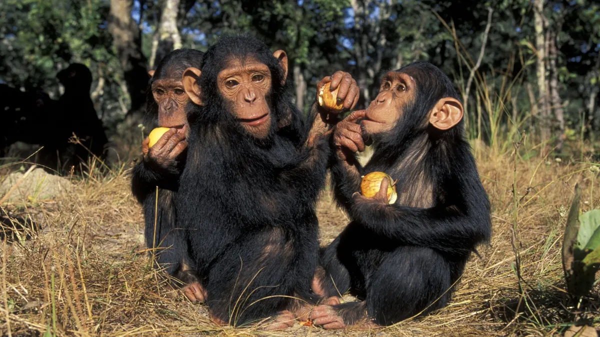 Young chimpanzees eating fruit
