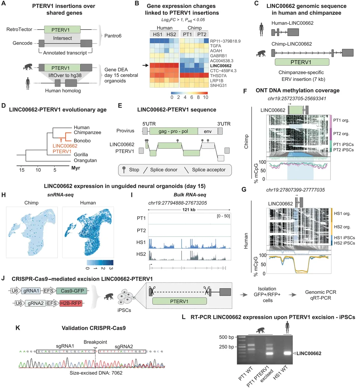 Figure from the study showing the PTERV1 virus insertion inside the chimpanzee LINC00662 gene and DNA methylation maps of human and chimpanzee cells
