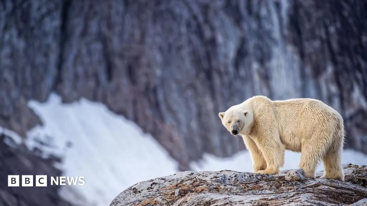 Polar bear sleeping - person fined for using foghorn to disturb it