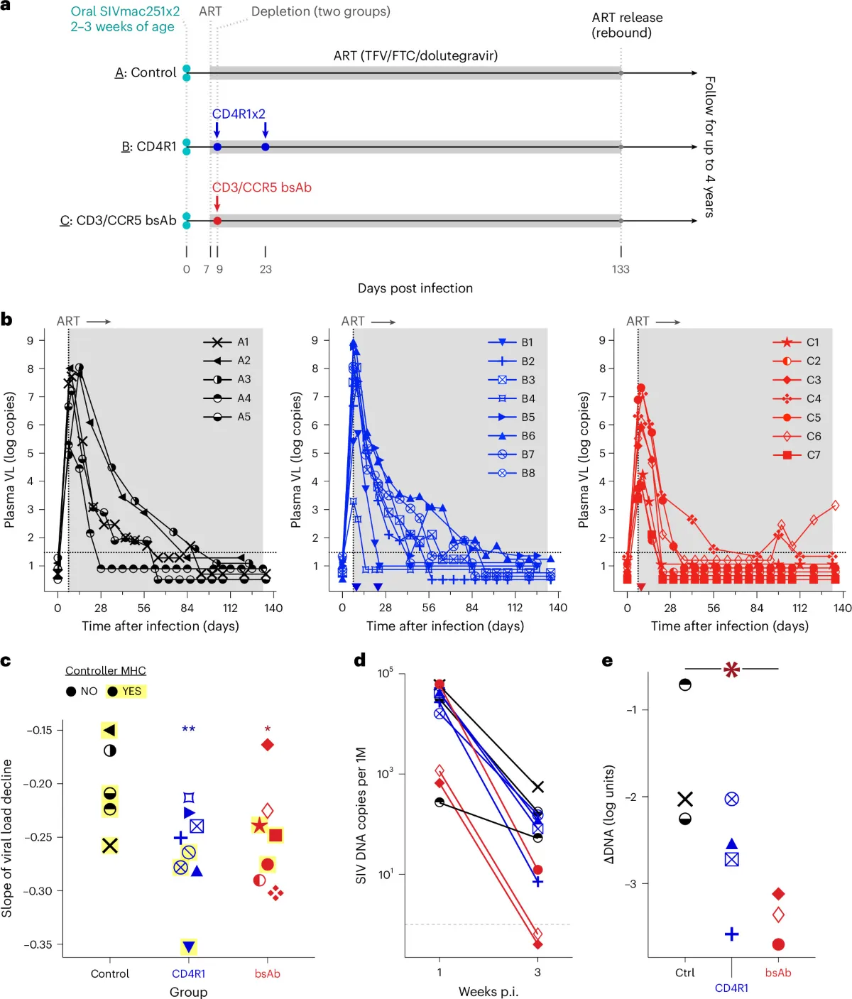 Design of the SIV macaque study: infection, antiretroviral therapy, antibody doses and plasma viral load curves in the three groups