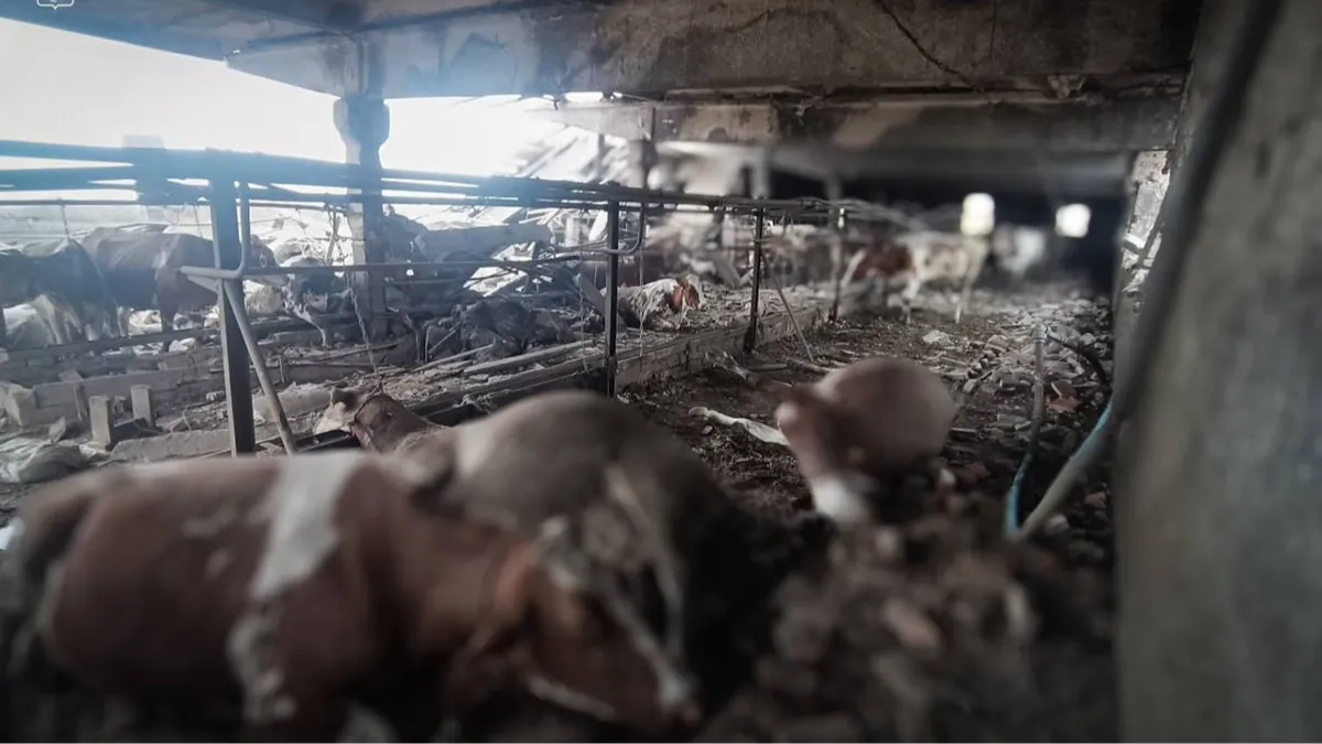 Cattle farm in the Konotop district of Sumy region hit by a Russian drone